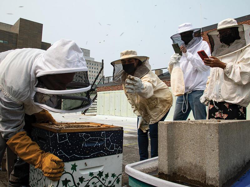 养蜂人照料蜜蜂